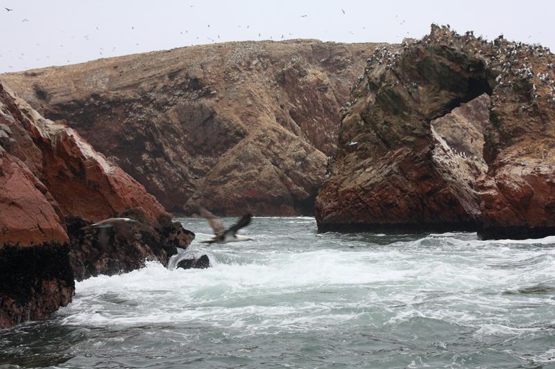 1169-Isole Ballestas,19 luglio 2013.JPG